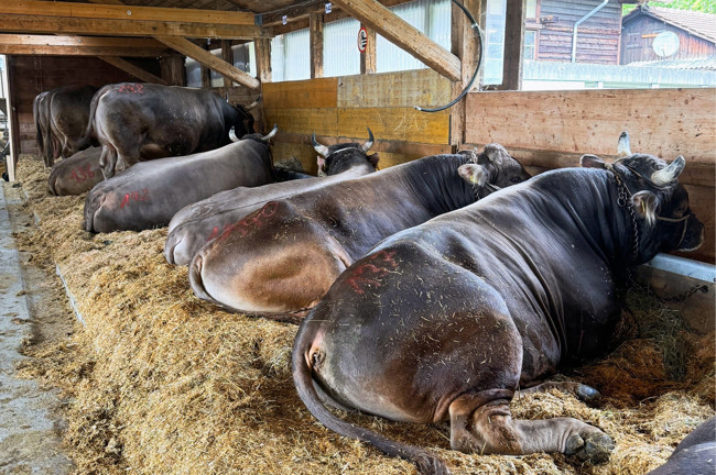 2024 09 10 Siterenmarkt4 2024 09 10 Siterenmarkt4